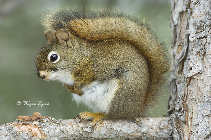 Red Squirrel 104 by Dr. Wayne Lynch &copy;